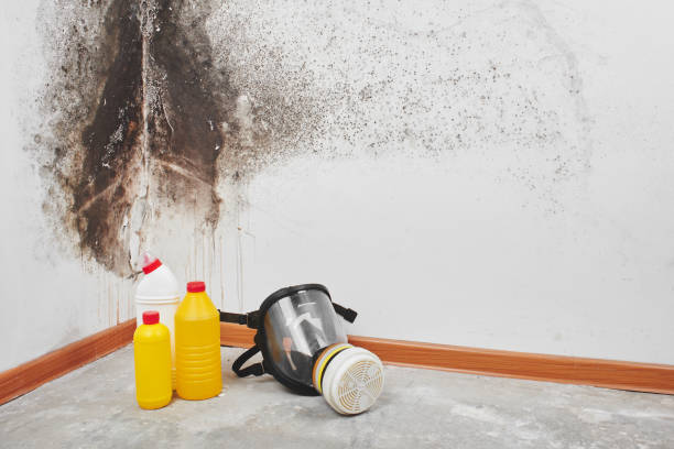 Best Mold Testing  in Ortonville, MI