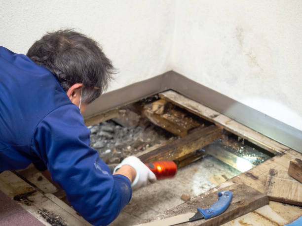 Best Home Mold Removal  in Ortonville, MI