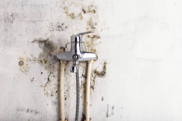 Best Professional Mold Removal  in Ortonville, MI