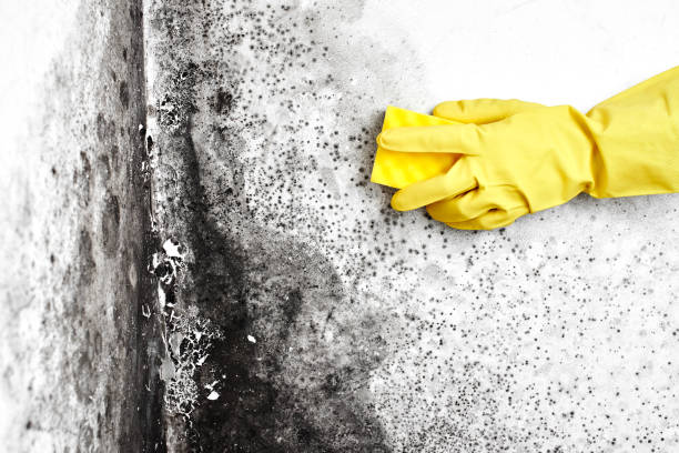 Best Mold Removal Company Near Me  in Ortonville, MI