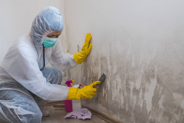 Best Mold Removal Company Near Me  in Ortonville, MI