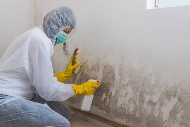 Best Mold Remediation  in Ortonville, MI