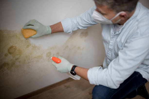 Best Local Mold Removal Service  in Ortonville, MI