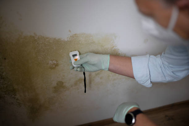 Best Water Damage Restoration  in Ortonville, MI