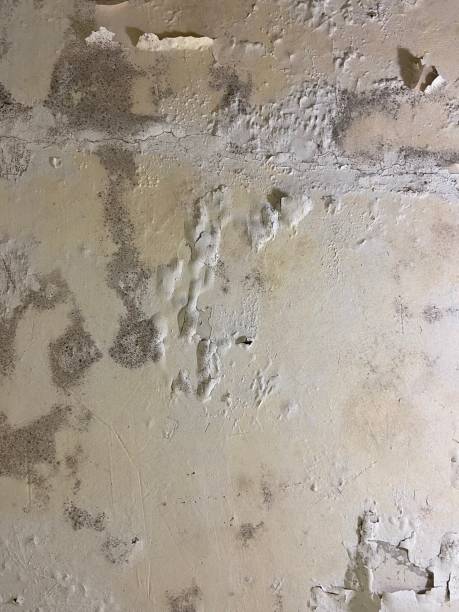 Crawl Space Mold Removal in Ortonville, MI
