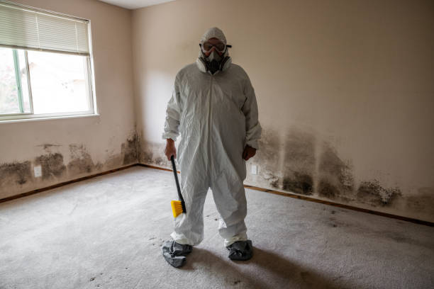 Best Attic Mold Removal  in Ortonville, MI