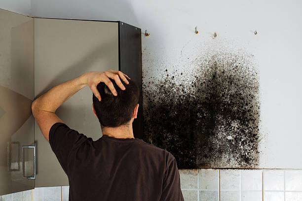 Best Toxic Mold Removal  in Ortonville, MI